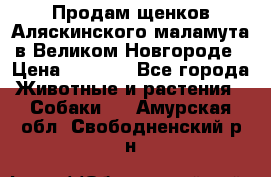 Продам щенков Аляскинского маламута в Великом Новгороде › Цена ­ 5 000 - Все города Животные и растения » Собаки   . Амурская обл.,Свободненский р-н